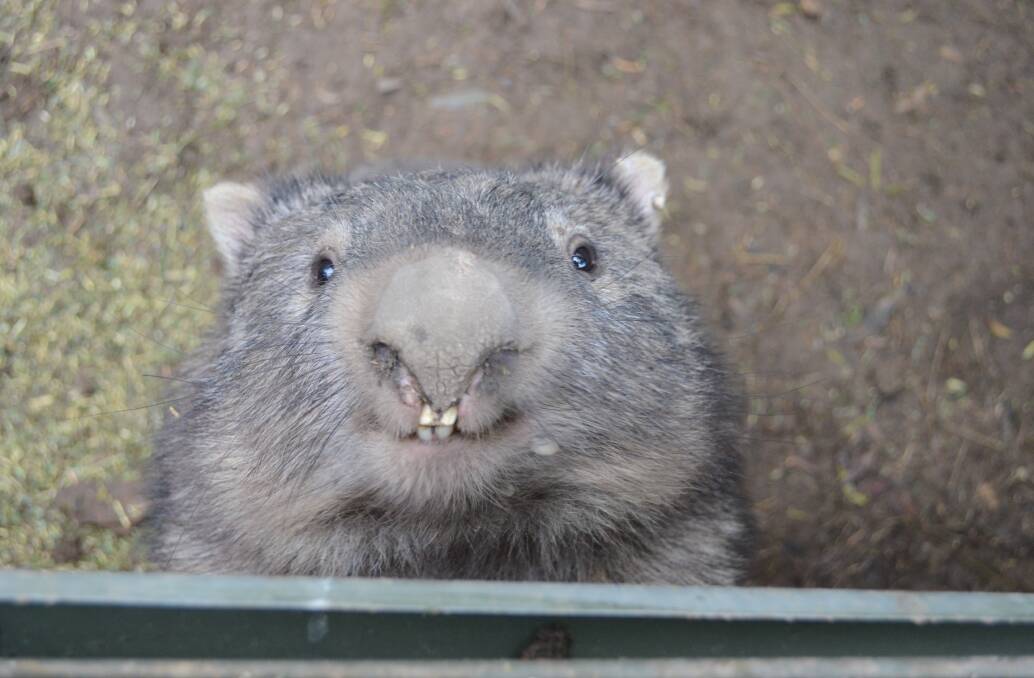 A recuperating wombat in his pen, cracks a smile for the camera. 