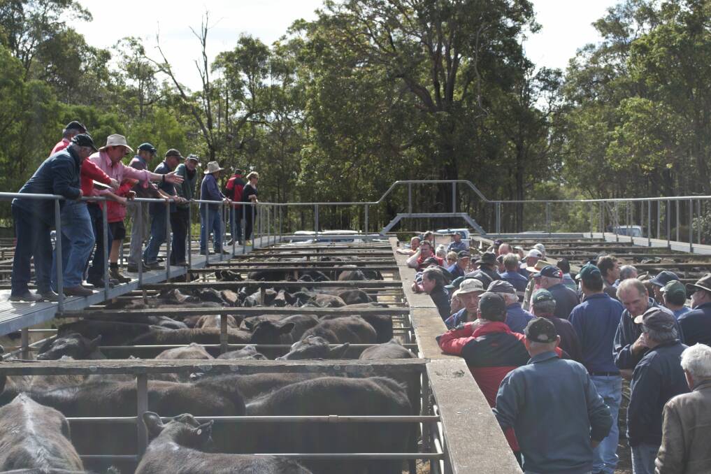 Cattle call: Keen buyers inspect the pens as the bidding opens.