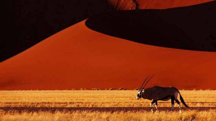 An Oryx in the Namib desert at Sossusvlei.