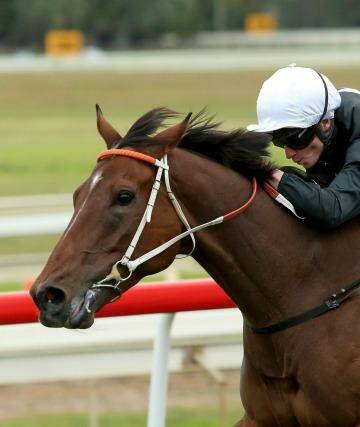 Big two weeks: A good run in Saturday's Doncaster Prelude will see Leebaz back up in the famous mile next weekend. Photo: Damian Shaw