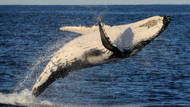 Since the end of Australian whaling, the rate of humpback whales has increased to 10 per cent each year.