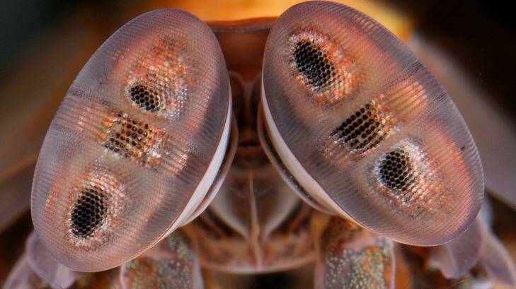 Mantis shrimp eyes are inspiring the design of new cameras that can detect a variety of cancers. Photo: Roy Caldwell