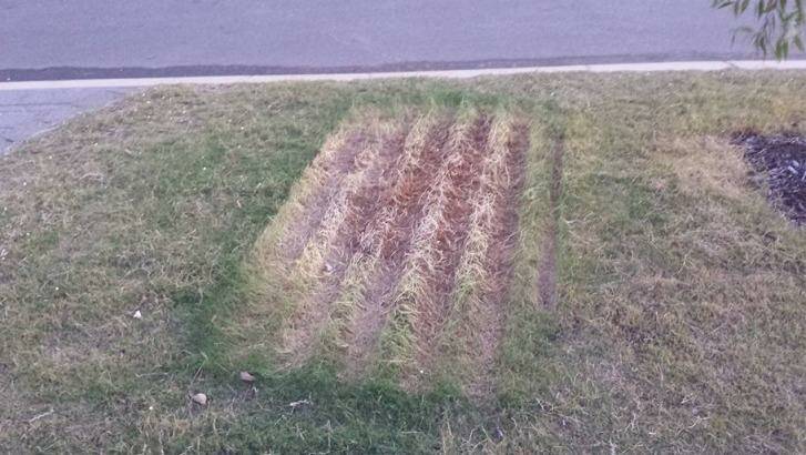 A person posted a picture in the Harrisdale and Piara Waters Facebook chat page of their lawn dying after delays to the verge collection. Photo: Facebook