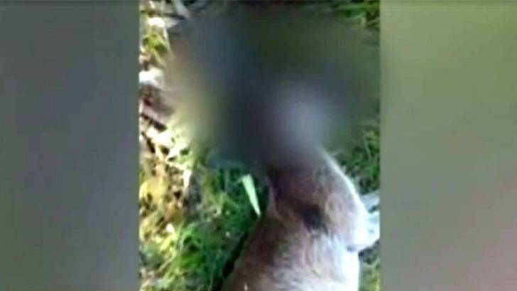 An Ellenbrook couple found the wounded kangaroo at the back of their property. Photo: 9 News Perth