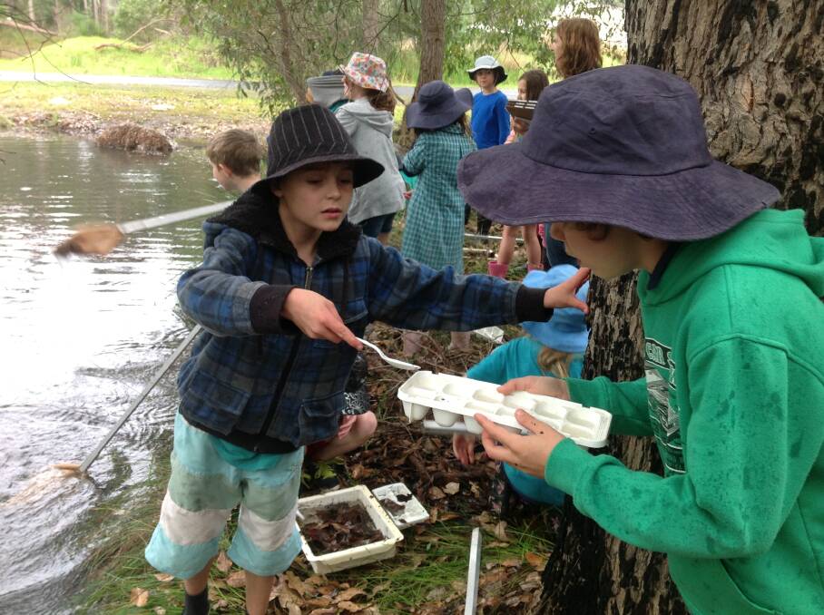 Wetlands wonder: Margaret River Montessori students Alby Rogers and Byron George collect macroinvertebrate samples.