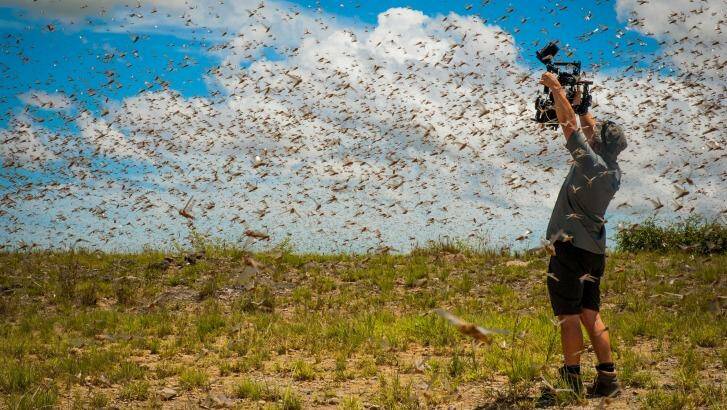 Cameraman Rob Drewett films in the middle of a swarm of a billion flying locusts in south-west Madagascar while making Planet Earth II. Photo: Ed Charles
