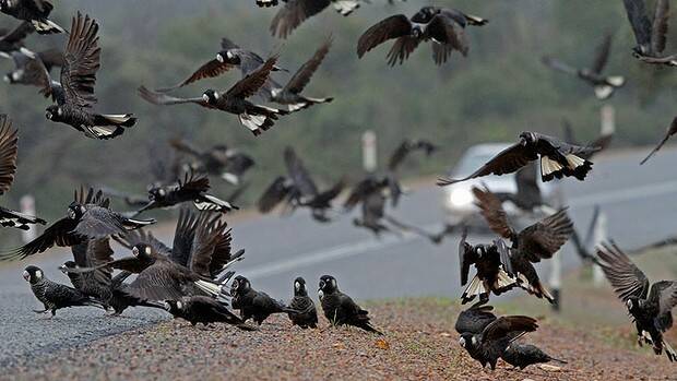 85 black cockatoos have been struck by vehicles over the past eight weeks. Photo: Keith Lightbody.