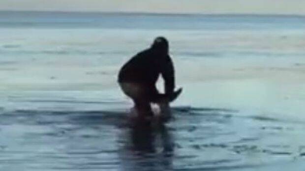Dunsborough man Graham Skender has posted a heart-warming video of himself rescuing a dolphin trapped on the South West town's foreshore.