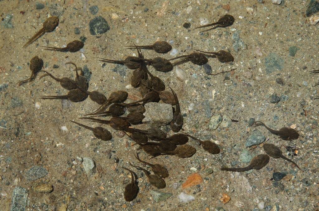 Margaret River residents have the opportunity to get their hands on some tadpoles. Photo: Getty Images. 