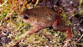 The white-bellied frog, one of the region's most endangered species, could be further protected if the Augusta Margaret River Shire looks to ratepayers for help.