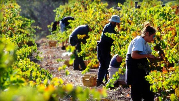 The Margaret River wine industry thrives on backpacker labour each Summer. 