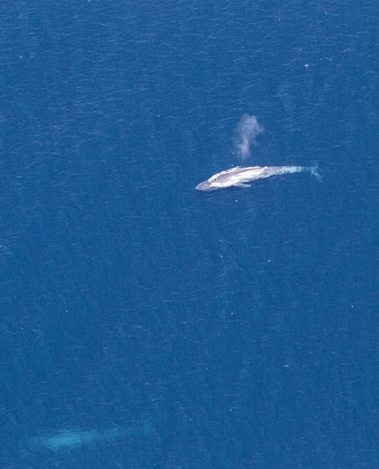 A whale was spotted off the Margaret River coast from above.