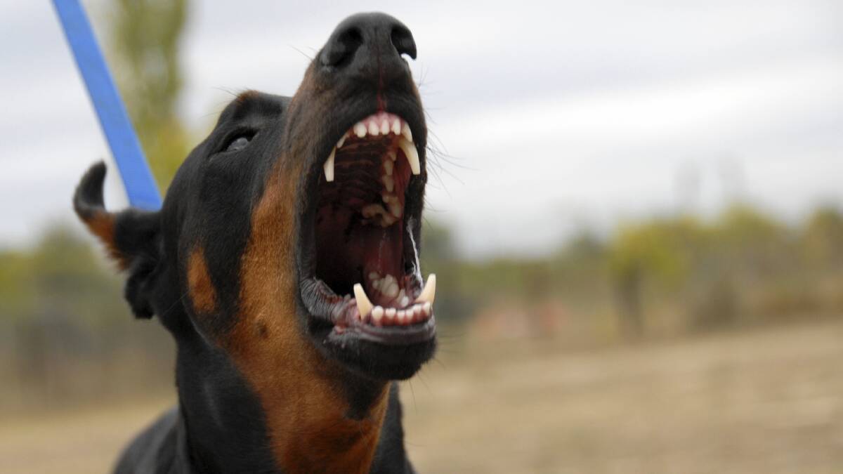  Prevally man was fined after a dog attack in August 2014. Image: stock photo.