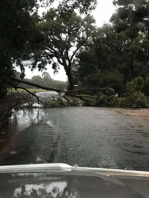 Take care: A large tree is brought down by strong winds on Wirring Road, Cowaramup. Photo: Facebook/Bianca Joy