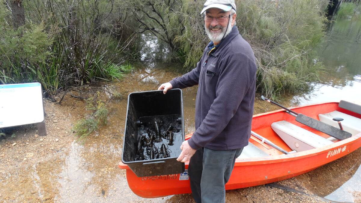 Helping hands: Cape to Cape Catchments Group volunteer Bill Biggs helps out with hairy marron fishout work in the Margaret River. Photo: Dr Boyd Wykes