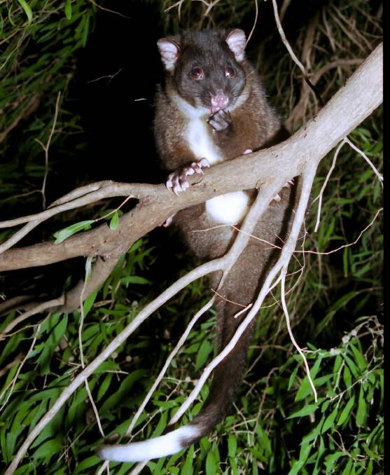Iconic: The program will focus on threatened local species such as the endangered Western Ringtail Possum. Photo: Supplied.