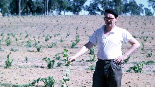 om Cullity with the first Vasse Felix vines in late 1960s.  Photo: supplied