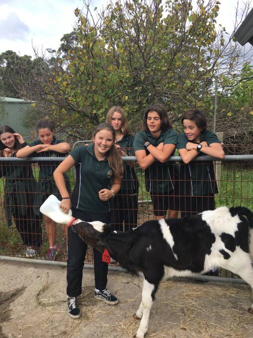 Cute classmate: Margaret River SHS students get to grips with one of the calves on loan from Trish and Paul Miller. Photo: Supplied.