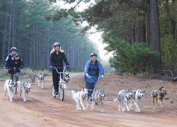 WHO LET THE DOGS OUT: Running West Sled Dog Club members c Nicola Adderson and Natalie McIllree practising for next weekend’s Margaret River Sled Dog Masters.