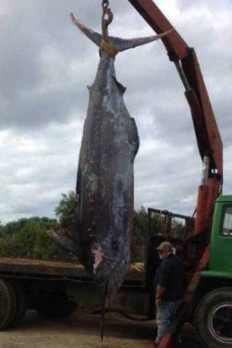 Huge: The 3.68m blue marlin which washed up on Augusta beach in August.