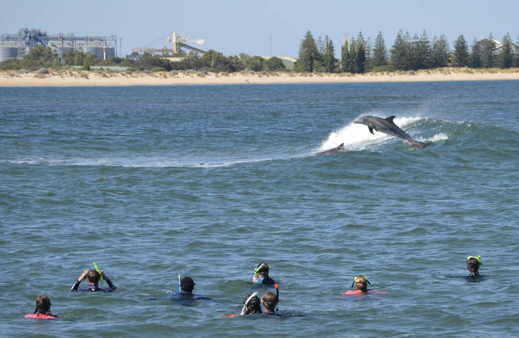 'Magical memories': Around 120 dolphins call Koombana Bay home. Photo: Supplied. 