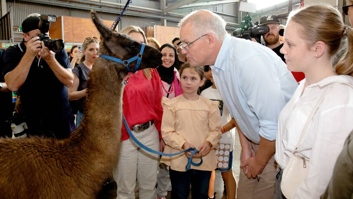 Scott Morrison with a Llama at the Royal Sydney Easter Show. Picture: James Croucher