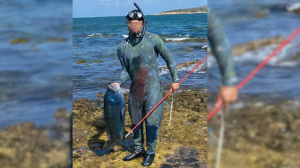 Community shock and outrage over alleged spearing of blue groper