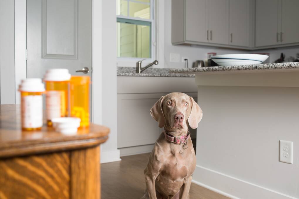 AWARE: Protect your pet from household dangers by knowing the risks. Picture: Shutterstock