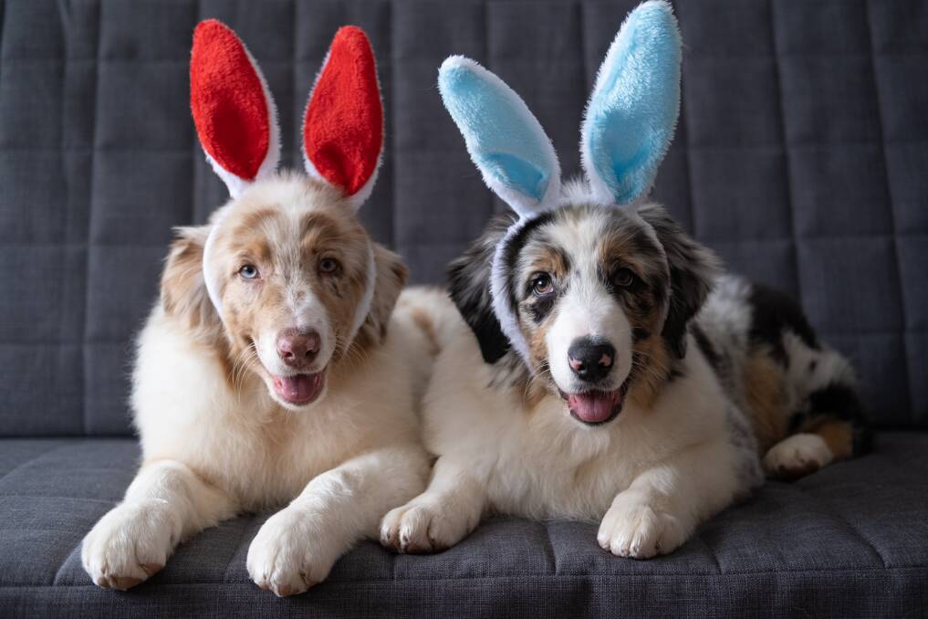 CRACKED IT: With planning, Easter can be a happy time for the whole family. Picture: Shutterstock