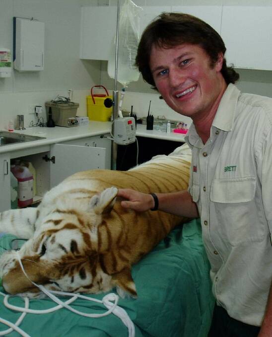 TENDING A TIGER: Brett Christie took care of animals while he worked in a zoo, and later as a wildlife management officer. Picture: Supplied