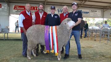  The supreme Merino exhibit at the 2024 Act Belong Commit Williams Gateway Expo was exhibited by the Ledwith familys Kolindale stud, Dudinin. With Kolindales supreme exhibit, champion ram of show, grand champion Poll Merino ram and champion strong wool Poll Merino ram were judges Rod Norrish (left), Angenup stud, Kojonup, Iain Nicholson, Boorabbin and Colvin Park studs, New Norcia, Arthur Major, Kolindale stud, judge Ray Edmonds, Calingiri and Kolindale stud co-principal Luke Ledwith.