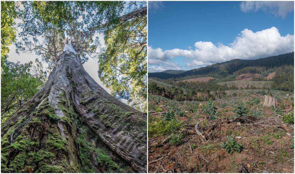 Wet eucalyptus forest is subjected to logging in various parts of Tasmania, but new research suggests this could result in an increased risk of bushfire. Pictures: Craig George