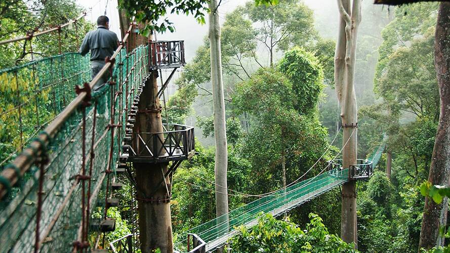 Swing high above the treetops and see life from the top. Pic: Borneo Eco Tours, Danum Valley Conservation
