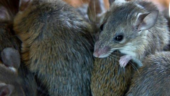 Mouse numbers have been at plague levels in many parts of the country, particularly NSW, through the start to 2021.