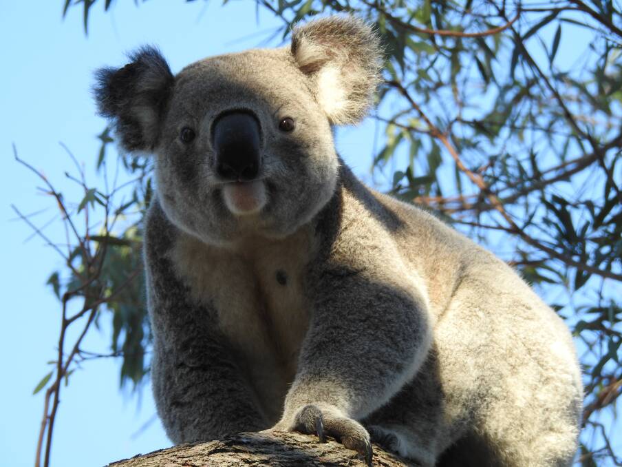 Get koalas on the move if we are to save them