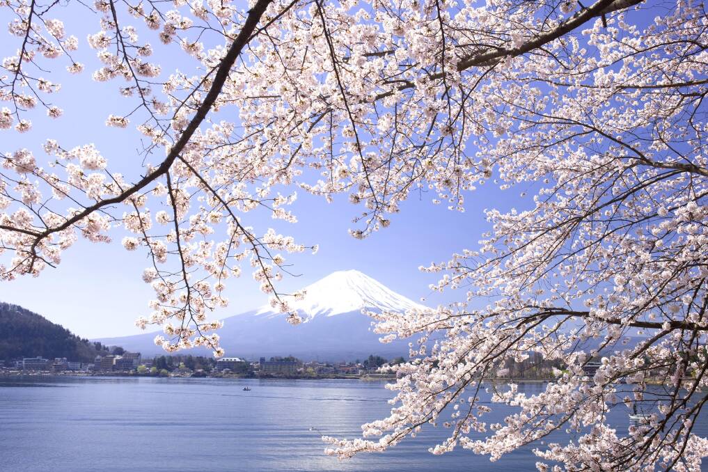 Mt Fuji and cherry blossoms ... how very Japanese.