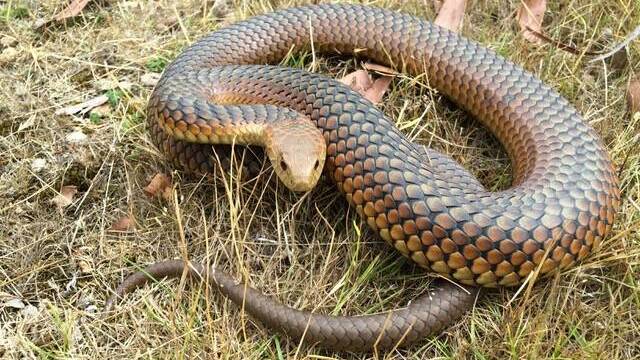  Copperhead snake. Photo: supplied
