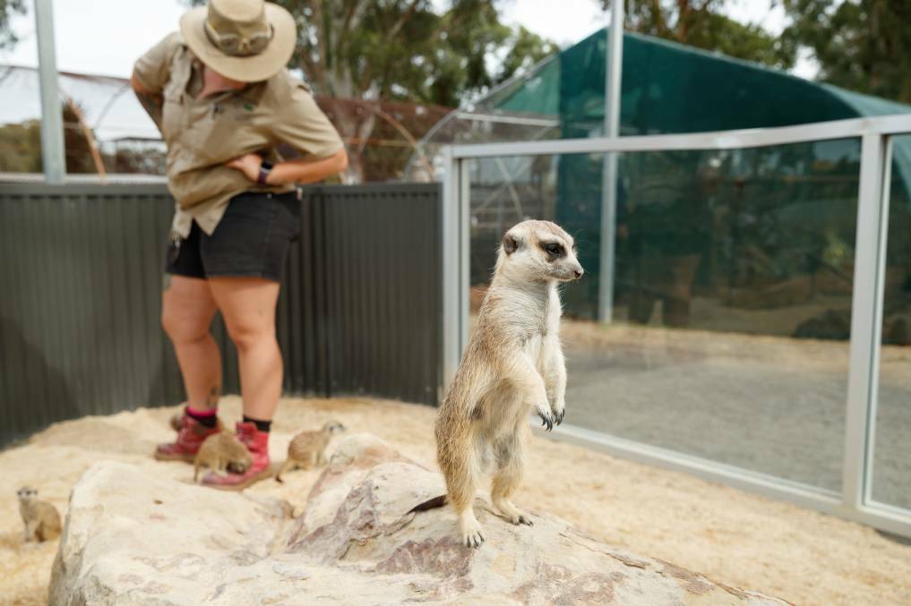 An adult meerkat watches for danger while pups play with primate keeper Daisy Murphy's boots.