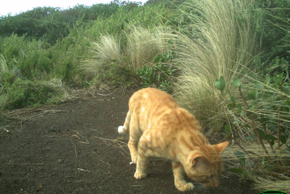 A feral cat caught on wildlife monitoring equipment on Three Hummock Island. Picture: Cradle Coast NRM 