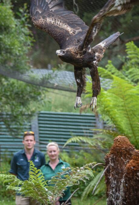 Wildlife sanctuary opens its wings to injured eagle