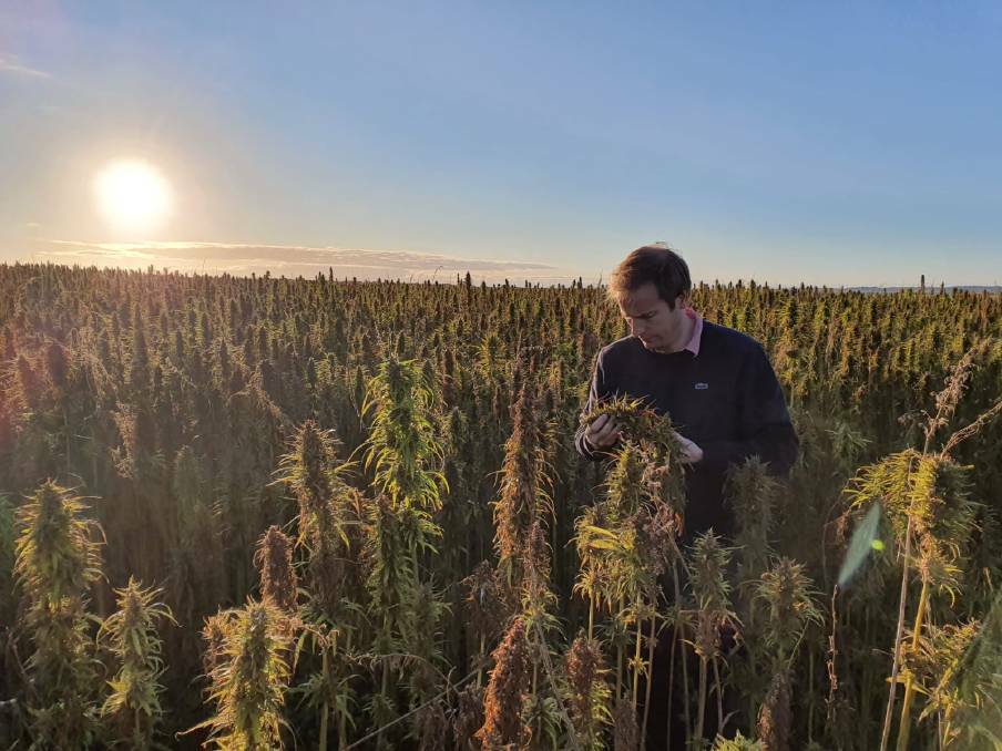 ECS Botanics managing director Alex Keach inspects a hemp crop in Tasmania. Picture: Supplied