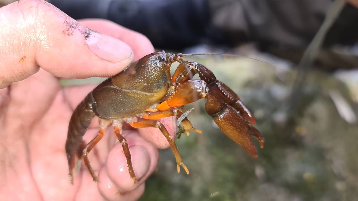 Not extinct: Short-tailed rain crayfish