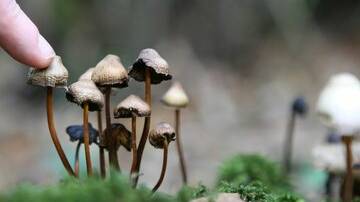 Psilocybin is the psychoactive ingredient found in wild grown "magic mushrooms" that is being touted as a good alternative treatment for mental illness in a medically-controlled environment. Pictured are wild english forest mushrooms.