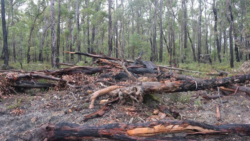 In 2017, Nannup residents raised the alarm that old growth forest in Barrabup had been cleared for logging. An assessment found within the 530-hectare coupe, 43 hectares contained jarrah old-growth forest and 1.2 hectares of old-growth forest had been impacted by roadworks. 