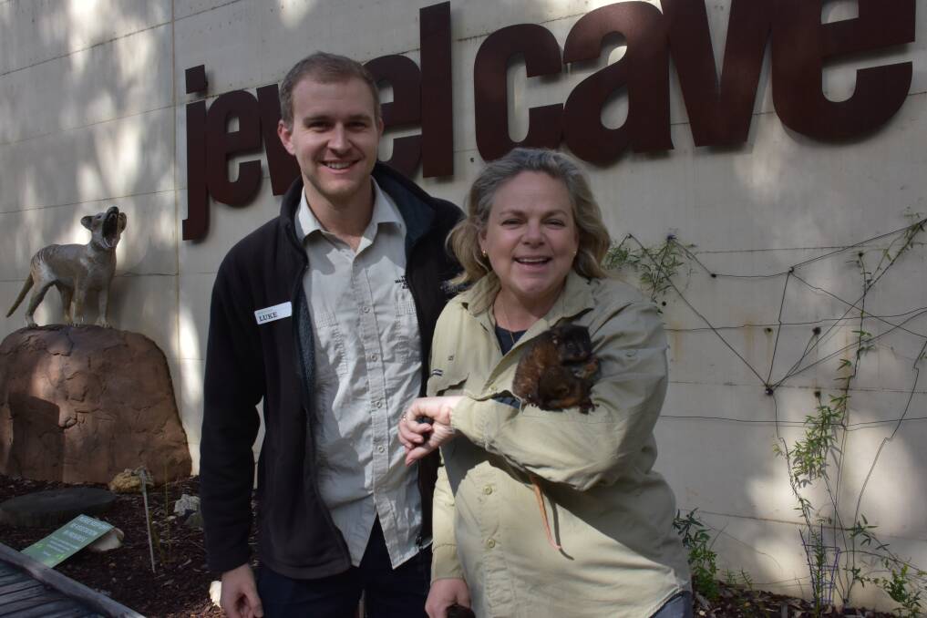 Jewel Cave assistant site manager Luke Barrett and FAWNA presdent Suzanne Strapp and four-month old western ringtail possums Kent, Nick and Sarah.