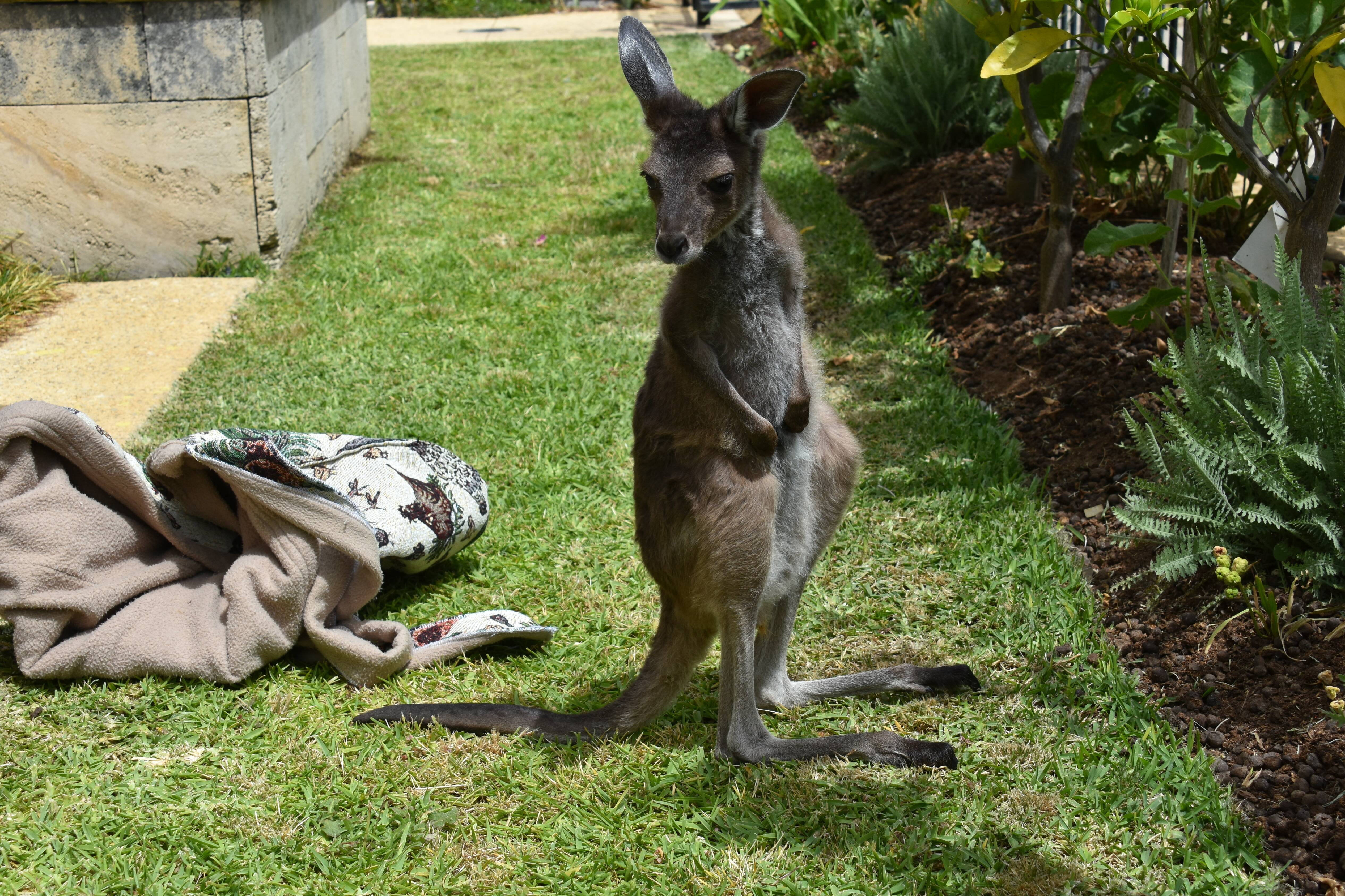 Roo rules: Expert advice on dealing with a kangaroo collision |  Augusta-Margaret River Mail | Margaret River, WA