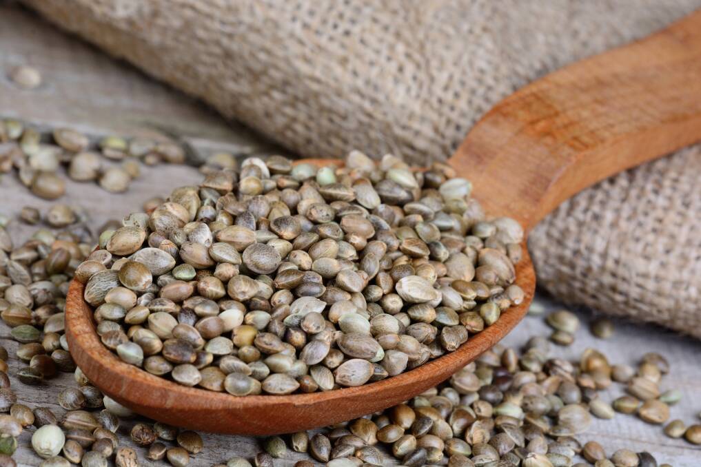 Hemp seeds. Image by Shutterstock.