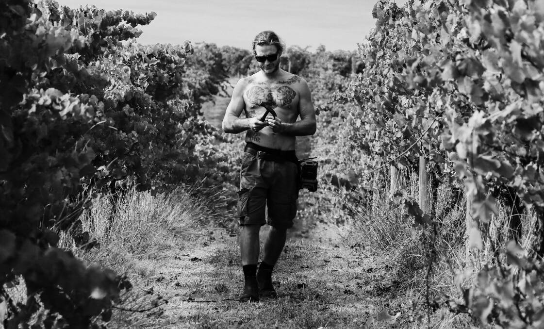 Wills Domain chef Aiden has been working in the vineyard during the pandemic. Image supplied.