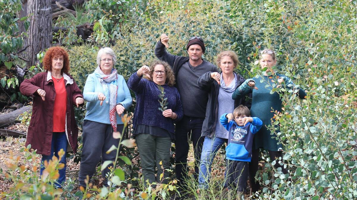 Barrabup Conservation Group are gobsmacked an invasive wattle was planted in a section of old growth forest being rehabilitated. Image supplied.