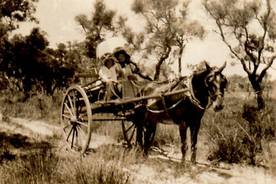 Sid Breeden's grandmother pictured in a horse and sulky circa 1913 in Newtown. Image supplied.